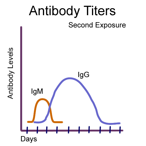 Biology 2404 A&P Basics